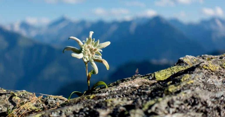 01_edelweiss-plante-rare-protegee