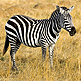 Diaporama d'animaux