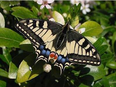 photo d'un papillon machaon butinant une fleur